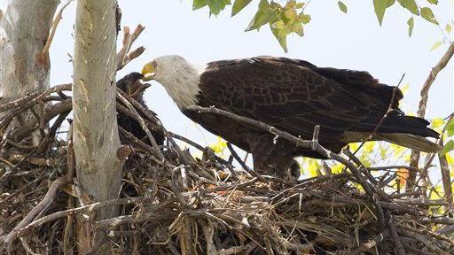 9th Circuit rules against endangered status for Sonoran Desert bald eagles